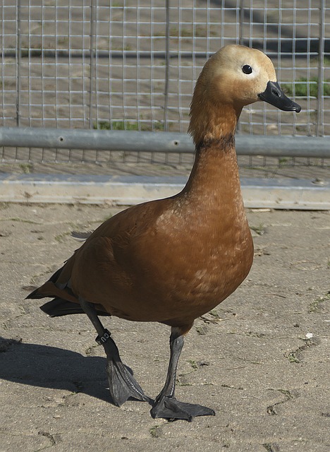 道中